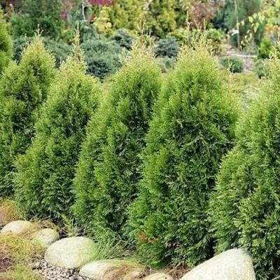 Туя СМАРАГД ВИТБОНТ западная в Калининграде