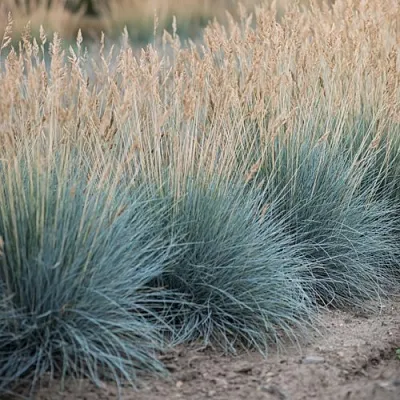 Овсяница АЙСФОГЕЛЬ сизая  Овсяница АЙСФОГЕЛЬ сизая в Калининграде
