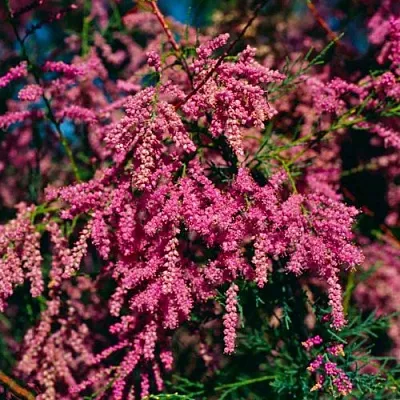 Тамарикс  Тамарикс в Калининграде