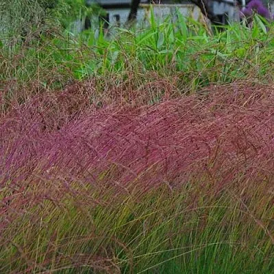 Овсянница АМЕТИСТОВАЯ  Овсянница АМЕТИСТОВАЯ в Калининграде