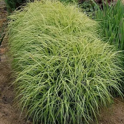 Осока ВАРИЕГАТА пальмолистная  Осока ВАРИЕГАТА пальмолистная в Калининграде