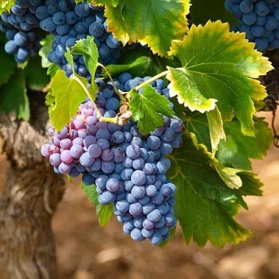 Виноград ЗИЛГА  Виноград ЗИЛГА в Калининграде