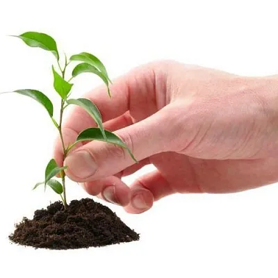 Саженцы в Калининграде