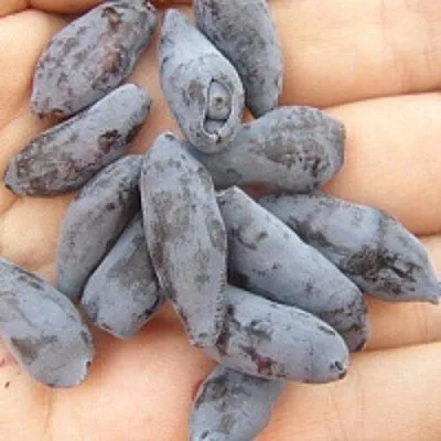 Жимолость съедобная ЧУЛЫМСКАЯ в Калининграде