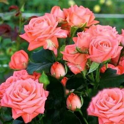 Саженцы роз БАРБАДОС спрей  Саженцы роз БАРБАДОС спрей в Калининграде