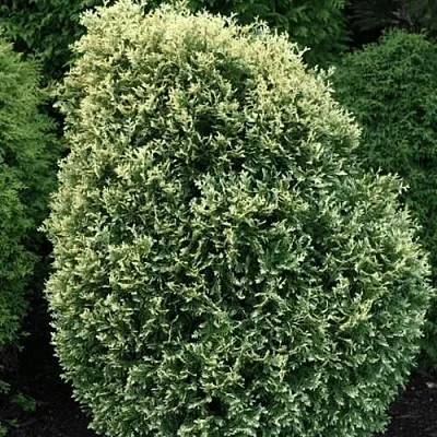 Туя ЛИТОМИШИЛ западная  Туя ЛИТОМИШИЛ западная в Калининграде