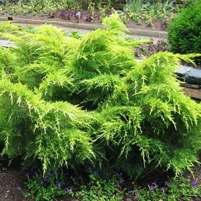 Можжевельник ГОЛД КОСТ средний  Можжевельник ГОЛД КОСТ средний в Калининграде