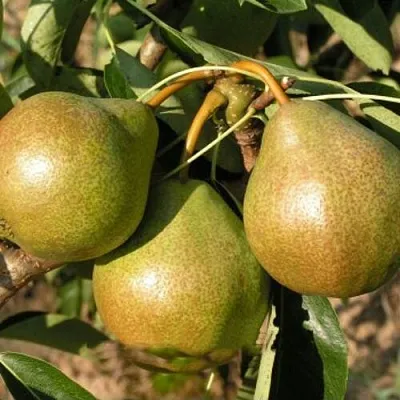 Саженцы груши Веснянка Саженцы груши Веснянка