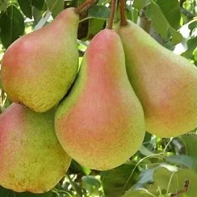 Груша ЛЕСНАЯ КРАСАВИЦА  Груша ЛЕСНАЯ КРАСАВИЦА в Калининграде