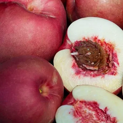 НЕКТАПЛЮМ  НЕКТАПЛЮМ в Калининграде