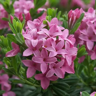 Волчеягодник КОЛЛИНА ГАРАЛЕНС  Волчеягодник КОЛЛИНА ГАРАЛЕНС в Калининграде