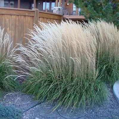 Вейник КАРЛ ФОРСТЕР остроцветковый  Вейник КАРЛ ФОРСТЕР остроцветковый в Калининграде