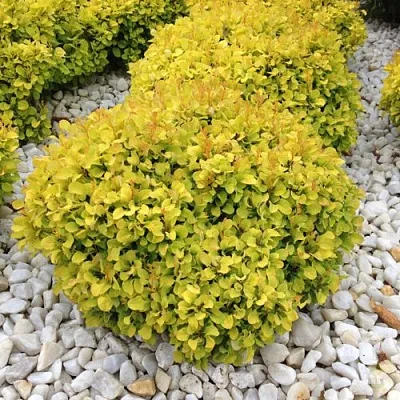 Барбарис БОНАНЗА ГОЛД тунберга в Калининграде