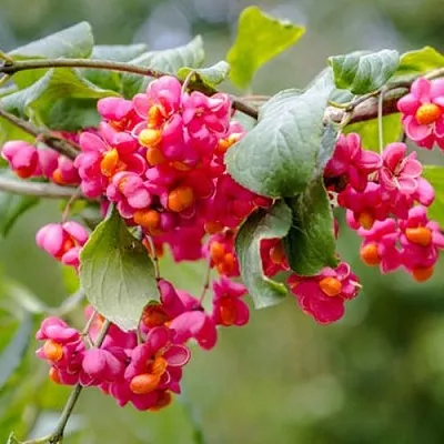 Бересклет ЕВРОПЕЙСКИЙ  Бересклет ЕВРОПЕЙСКИЙ в Калининграде