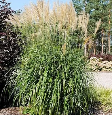 Мискантус ВАНИЛЛА СКАЙ китайский  Мискантус ВАНИЛЛА СКАЙ китайский в Калининграде