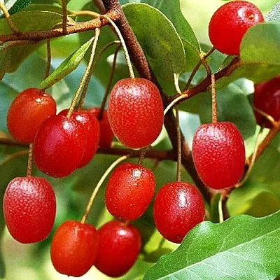 Гуми в Калининграде