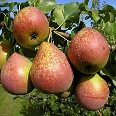 Груша МРАМОРНАЯ  Груша МРАМОРНАЯ в Калининграде