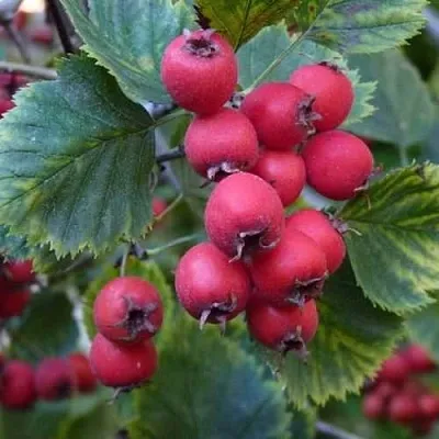 Боярышник АРНОЛЬДА в Калининграде