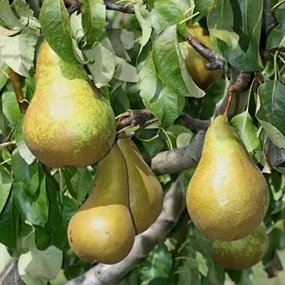 Груша САПФИРА колонновидная  Груша САПФИРА колонновидная в Калининграде