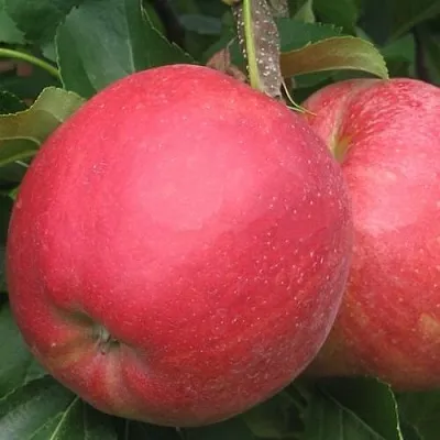 Яблоня РУБИН в Калининграде