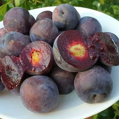 Сливово-вишневый гибрид МЕЙНОР  Сливово-вишневый гибрид МЕЙНОР в Калининграде