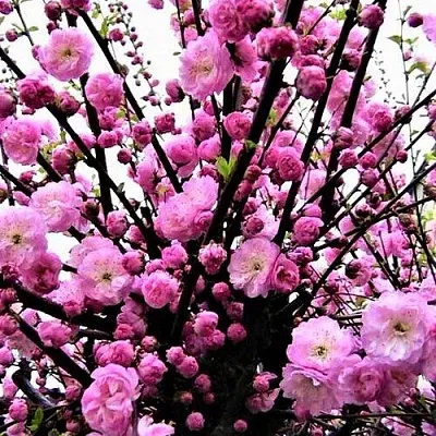 Миндаль  Миндаль в Калининграде