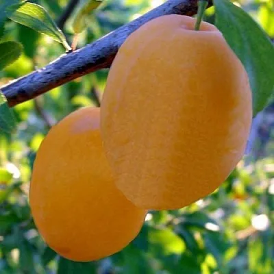 Слива НАТАША в Калининграде