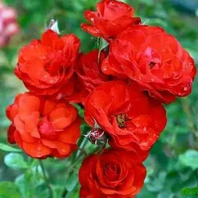 Саженцы роз ФАЙЕР КИНГ спрей  Саженцы роз ФАЙЕР КИНГ спрей в Калининграде