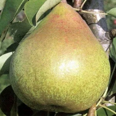 Груша КОРОЛЛА  Груша КОРОЛЛА в Калининграде