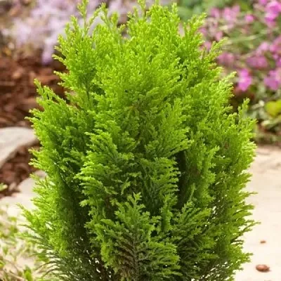 Кипарисовик ЭЛВУДИ ГОЛД лавсона в Калининграде