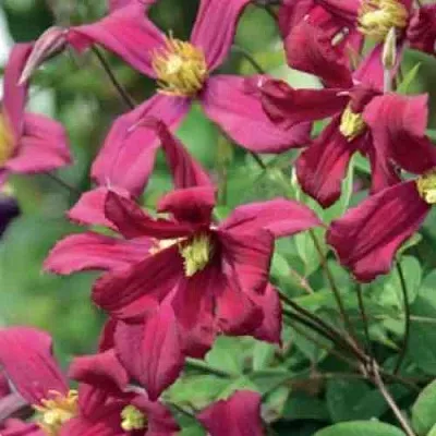 Клематис СТРОУБЕРРИ ФИЛДС  Клематис СТРОУБЕРРИ ФИЛДС в Калининграде