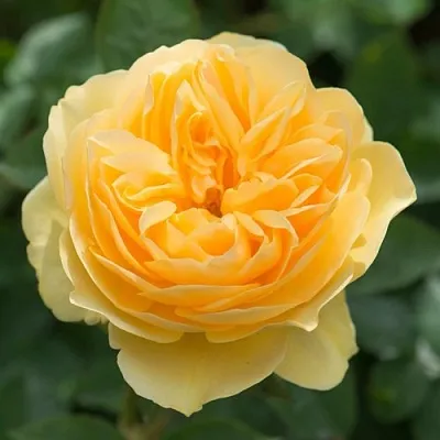 Саженцы роз ГРЕХАМ ТОМАС английская  Саженцы роз ГРЕХАМ ТОМАС английская в Калининграде