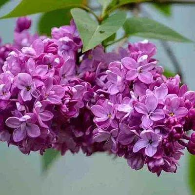 Сирень   Сирень  в Калининграде