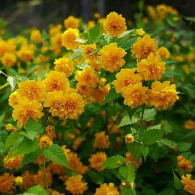 Керрия японская ПЛЕНИФЛОРА  Керрия японская ПЛЕНИФЛОРА в Калининграде