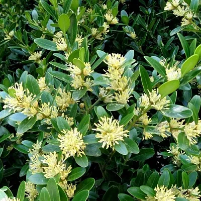 Самшит  Самшит в Калининграде