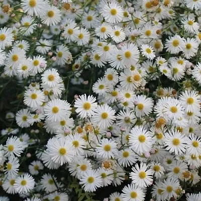 Болтония СНОУБЭНК в Калининграде