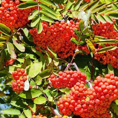 Рябина СОРБИНКА сладкоплодная — описание сорта Рябина СОРБИНКА сладкоплодная в Калининграде