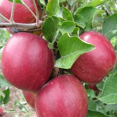 Яблоня МОСКОВСКОЕ ОЖЕРЕЛЬЕ колонновидная  Яблони Московское Ожерелье колонновидная в Калининграде