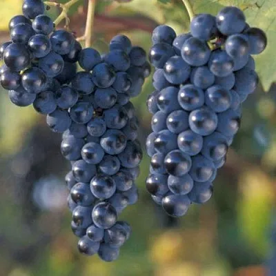 Виноград МАРКЕТТ  Виноград МАРКЕТТ в Калининграде