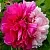 Пион ДВЕ СЕСТРЫ древовидный в Калининграде