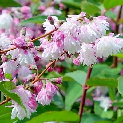 Дейция  Дейция в Калининграде