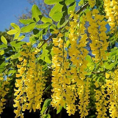 Бобовник  Бобовник в Калининграде