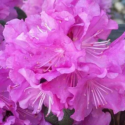 Рододендрон П.Ж.М. ЭЛИТ  Рододендрон П.Ж.М. ЭЛИТ в Калининграде