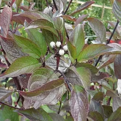 Дерен КЕССЕЛЬРИНГИ  Дерен КЕССЕЛЬРИНГИ в Калининграде