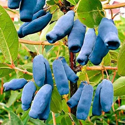 Жимолость съедобная НИМФА (ГАММА) в Калининграде