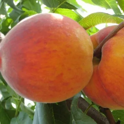 Персик СОЧНЫЙ — описание сорта Персик СОЧНЫЙ в Калининграде