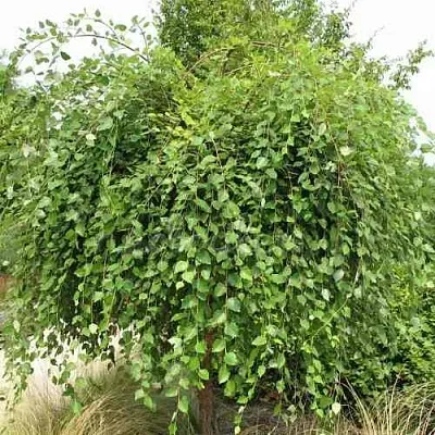 Береза САММЕР КАСКАД черная  Береза САММЕР КАСКАД черная в Калининграде