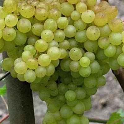 Виноград КИШМИШ 342  Виноград КИШМИШ 342 в Калининграде