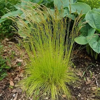 Щучка ТАТРА ГОЛД извилистая  Щучка ТАТРА ГОЛД извилистая в Калининграде