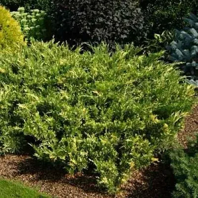 Можжевельник ВАРИЕГАТА казацкий  Можжевельник ВАРИЕГАТА казацкий в Калининграде